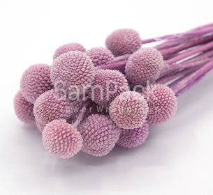Изделия декор.стабилизиров."Краспедия " пурпурный Изделия декор.сухоцветы