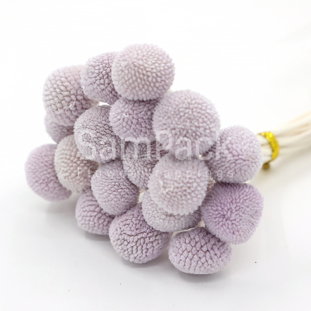 Изделия декор.стабилизиров."Краспедия " лавандовый Изделия декор.сухоцветы