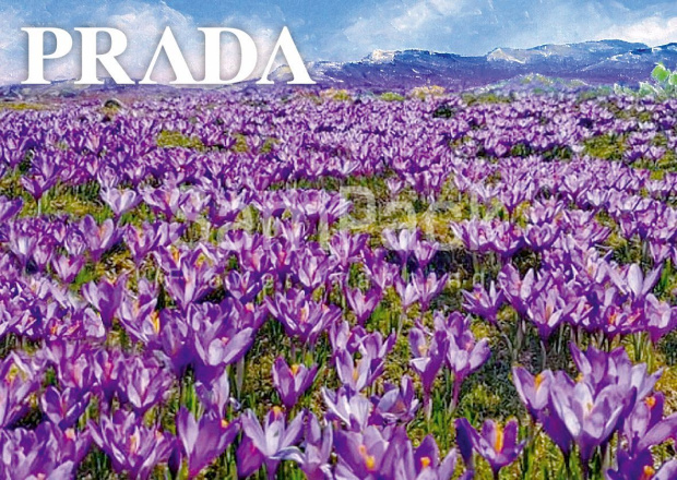 Бумага дизайнерская " PRADE" крокусы 49*66см в упак.10шт Бумага дизайнерская 